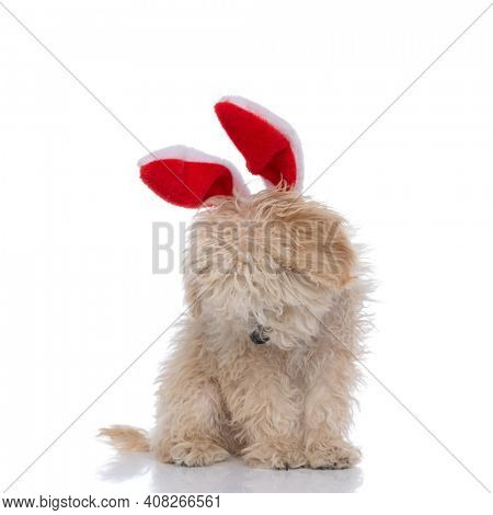 cute caniche dog looking down, feeling sad and wearing red bunny ears against white background