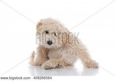sweet caniche dog standing with his paws down and his ass up against white background