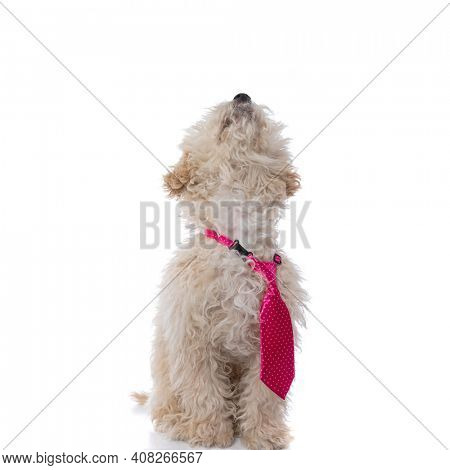 sweet caniche dog wearing a pink tie, sitting and looking up against white background