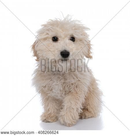 cute innocent caniche dog looking at the camera and sitting against white background