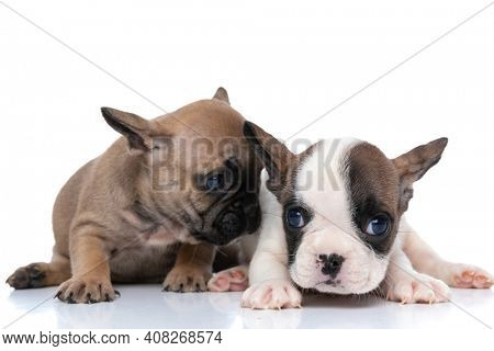 fawn french bulldog dog wispering something to his friend against white background