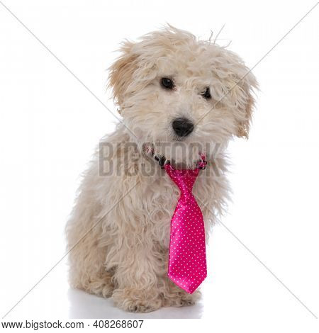 little caniche dog wearing a pink tie, looking at the camera and standing against white background