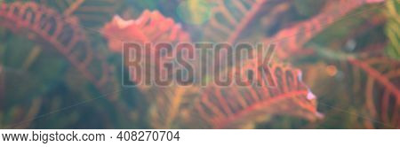 Blur Of Natural Leaves Texture Abstract Background. Garden Croton, Fire Croton, Or Variegated Croton