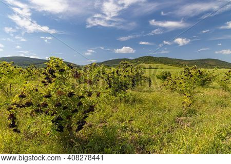 Elderberry orchard in Tokaj region, Northern Hungary