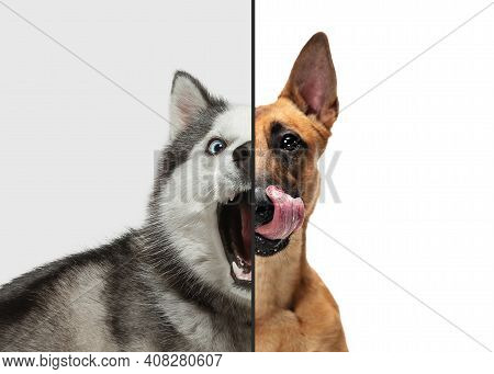 Excited, Playful And Waiting Puppies. Fun And Creative Combination Of Portraits Of Young Dogs With D