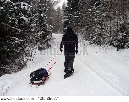 Tobogganing Or Sledging In Winter