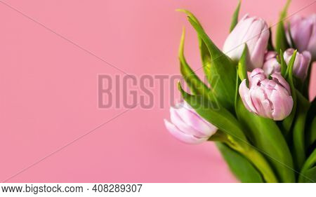 Close Up Of A Bunch Of Pink And White Tulips In A Vase Against Warm Pink Background With Copespace. 