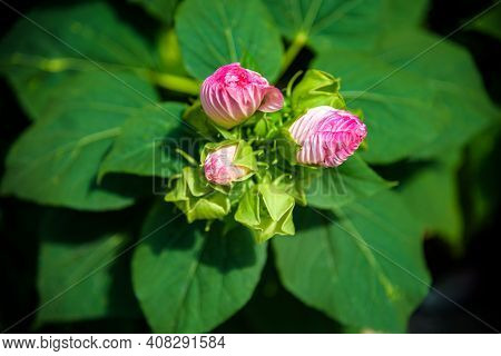 Bright Pink Flower Of Hibiscus Hibiscus Rosa Sinensis On Green Background. Karkade Native To Tropica