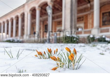 Crocusse Looking for Spring. Germany. Baden-Baden