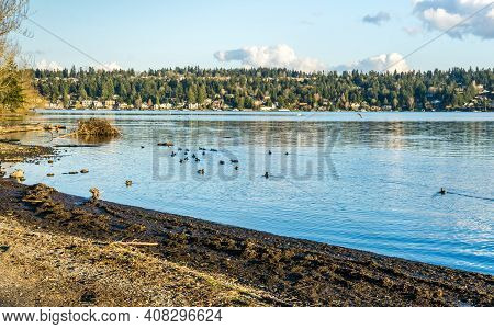 A View Of Mercer Island From Seward Park In Seattle, Washingoton. Birds In The Forefroung.