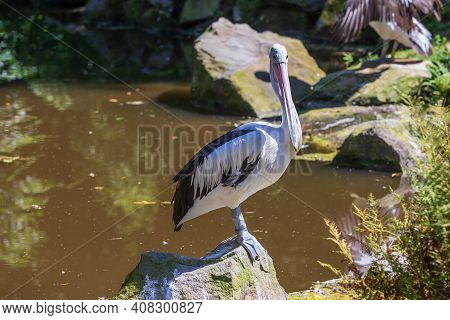 A Large Black And White Bird With A Large Beak The Australian Pelican - Pelecanus Conspicillatus - S