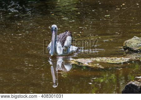A Large Black And White Bird With A Large Beak The Australian Pelican - Pelecanus Conspicillatus - S