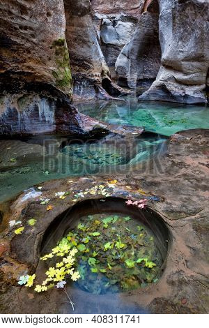A slot canyon with green pools and colored leaves at the Subway, a unique tunnel scuplted by the Left Fork of North Creek in Zion National Park, Utah