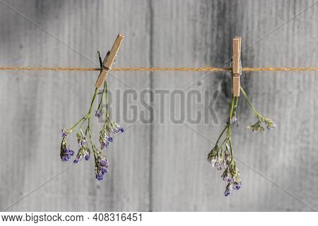 Delicate Little Twigs Of Limonium Safora Hanging On A Rope With Clothespins.