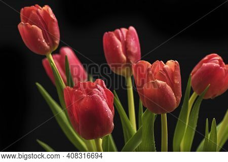 Three Red-yellow Tulips On Green Stems Against A Dark Background With Artificial Lighting In The Stu