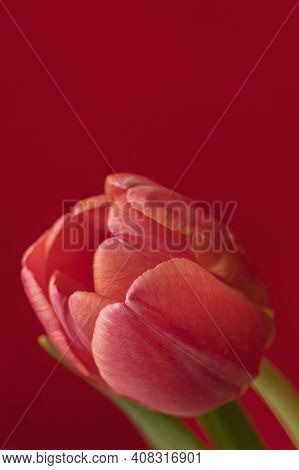 A Red Tulip Is Covered With Drops Of Water On A Bright Red Velvet Background.