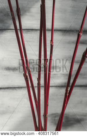 Forcing Leaves And Flowers From Cut Branches Of Bushes And Trees. Step By Step Instructions.