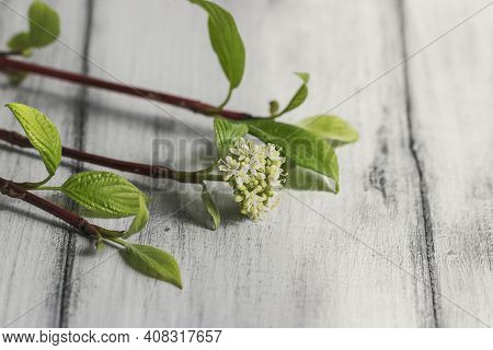 Young Flower Bud In Spring With White Tender Flowers On A Bright Red Branch.
