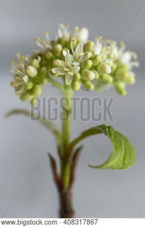 Young Flower Bud In Spring With White Tender Flowers On A Bright Red Branch.