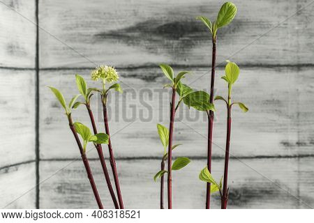 Squeeze Leaves And Flowers From Cut Branches Of Bushes And Trees. Step By Step Instructions.