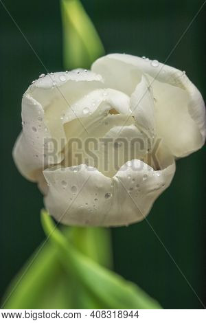 White Satin Tulip With Bright Green Leaves Against A Dark Background With Artificial Lighting In The
