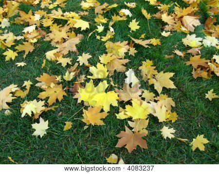 Follaje de otoño en la hierba