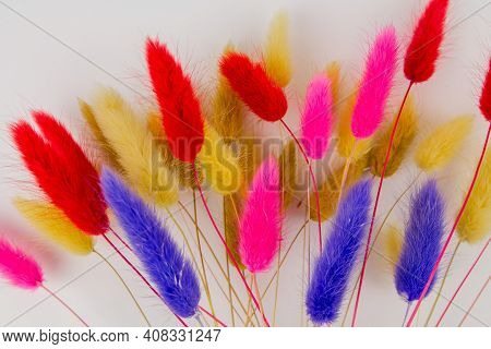 A Multicolored Dry Twigs Spikelet In A Bouquet On A White Background
