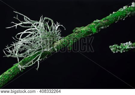 Moss On A Branch Black Background Close Up.macro