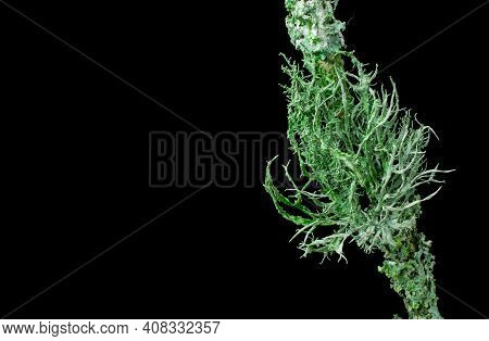 Moss On A Branch Black Background Close Up.macro
