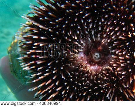 Mouth Of A Purple Sea Urchin In The Sea