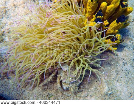Mediterranean Snakelocks Sea Anemone On The Bottomo Of The Sea
