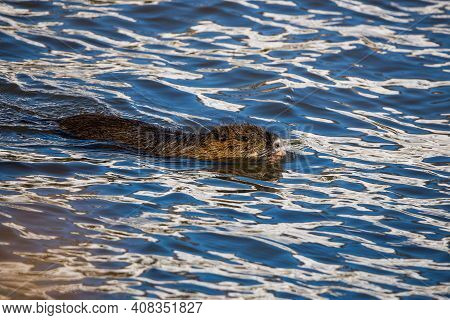 Wild Coypu Swimming In Moldau River In Prague