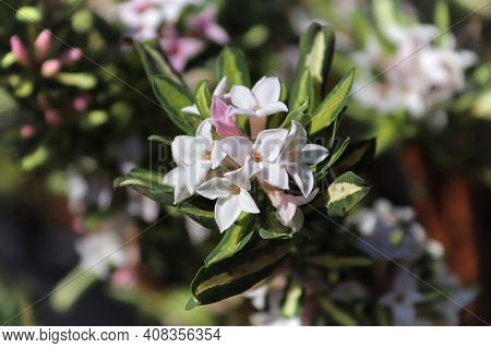 Clusters Of Daphne Burkwoodii Flower In Full Bloom