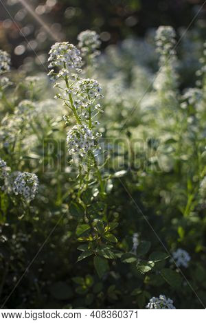 White Flowers Alissum Blooming Lawn In The Park