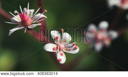 Blooming Flowers Of Saxifrage Umbrosa In The Summer Garden Close-up