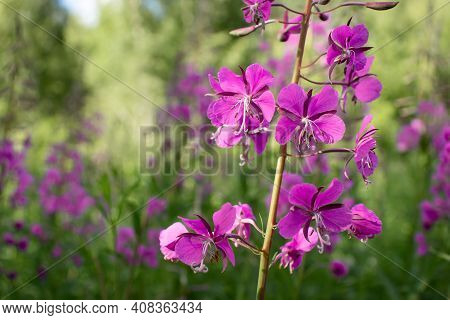 Blooming Fireweed Known As Blooming Sally In A Summer Meadow