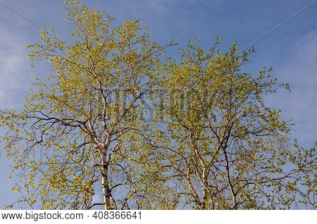 Branch Of Birch With Light Green Leaves On The Background With Tender Blue Sky. Bottom View. Season 