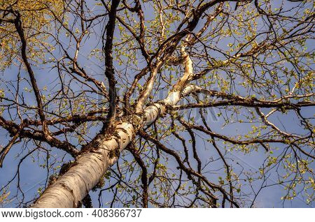 Branch Of Birch With Light Green Leaves On The Background With Tender Blue Sky. Bottom View. Season 