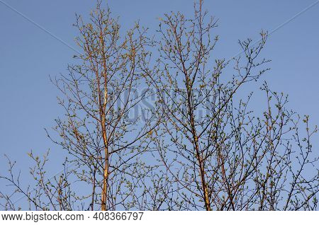 Branch Of Birch With Light Green Leaves On The Background With Tender Blue Sky. Bottom View. Season 