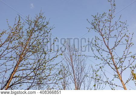 Branch Of Birch With Light Green Leaves On The Background With Tender Blue Sky. Bottom View. Season 