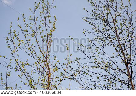 Branch Of Birch With Light Green Leaves On The Background With Tender Blue Sky. Bottom View. Season 