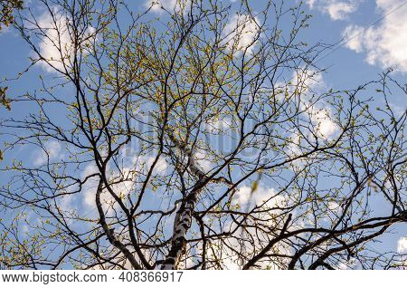 Branch Of Birch With Light Green Leaves On The Background With Tender Blue Sky. Bottom View. Season 