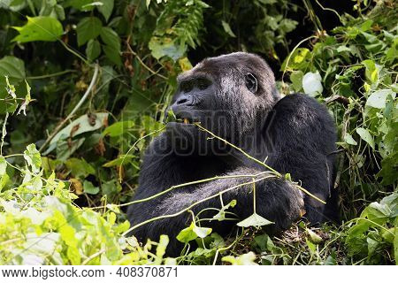 Big Male Mountain Gorilla (gorilla Beringei Beringei) When Eating The Leaves And Stems.silverback In