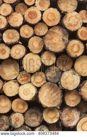 Logging, Deforestation Of The Planet. Stacked Logs. Background Of Stacked Pieces. Pino De Valsain In