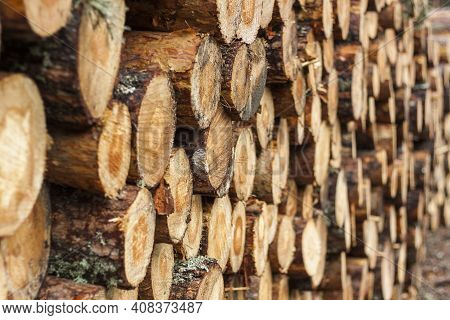 Logging, Deforestation Of The Planet. Stacked Logs. Background Of Stacked Pieces. Pino De Valsain In