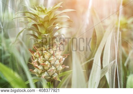 Home Pineapple. Mini Grow Queensland Plant. Tree Farm Field. Nature Ecology Food. Sweet Fruit Harves