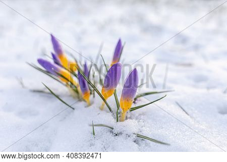 Crocusse Looking for Spring. Germany. Baden-Baden