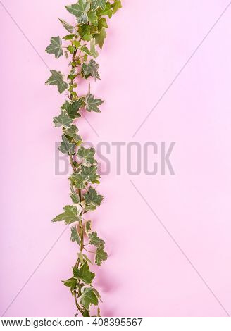 green ivy isolated on a white pink background.
