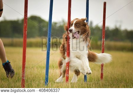 Redmerle Australian Shepherd Is Running On Czech Agility Competition Slalom. Prague Agility Competit