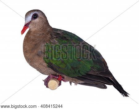 Common Emerald Dove Aka Chalcophaps Indica Bird, Sitting On Wooden Stick. Isolated On White Backgrou